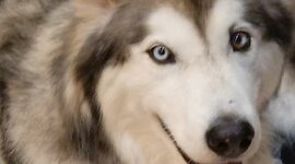 Timeline: American Revolution Illustrated Time-Line