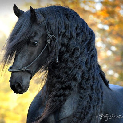 Timeline: American Revolution Timeline.
