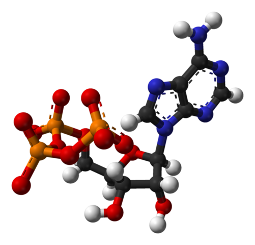 Adenosín trifosfato