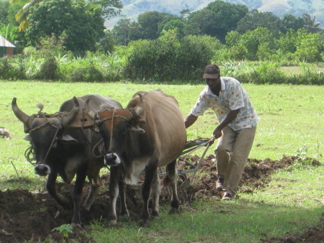 Oxen Plows