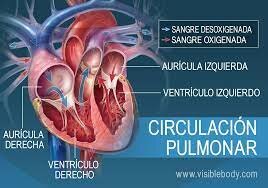 DESCRIPCIÓN DEL SISTEMA CIRCULATIRIO PULMANAR