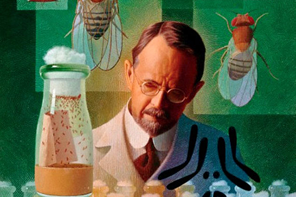 T. Morgan realiza experimentos con la mosca de la fruta ("Drosophila melanogaster")