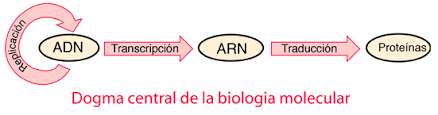 Francis Crick - El dogma central.