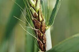 Prevost y el carbón cubierto