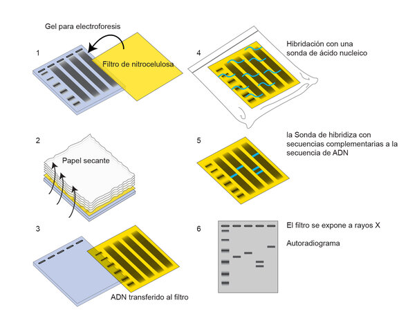 El progreso explosivo de la biología molecular.