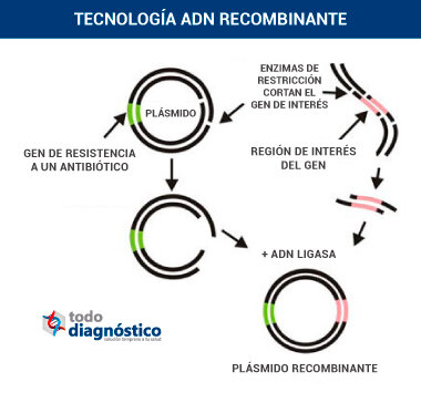 ADN recombinante.