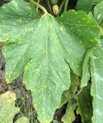 Mildiu velloso o pubescente de la vid