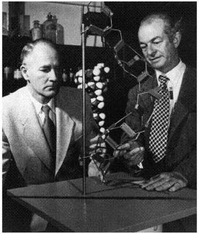 Linus Carl Pauling y Robert B. Corey descubren la estructura de la hélice α de las proteínas