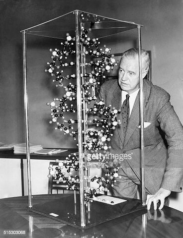 Alexander Robertus Todd demostrar que los enlaces fosfoéster en el DNA son normales proponiendo una estructura lineal