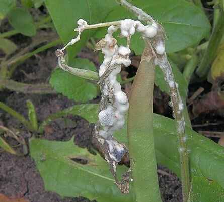 DeBary y su trabajo con el hongo Sclerotinia