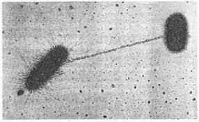 Joshua Lederberg introduce el termino "PLÁSMIDO"