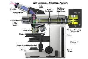 Köhler y Siedentopf