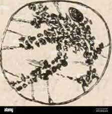 Friedrich Miescher: Nucleína lo que compone el núcleo.