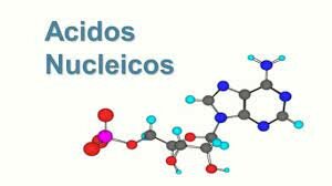 Richard Altman: Ácidos nucleicos