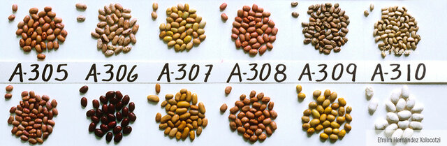 Variabilidad genetica