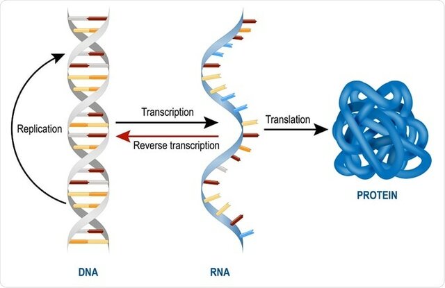 Crick propone el "Dogma central de la biología molecular"