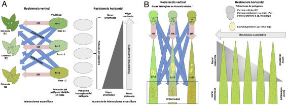 Tipos de resistencia