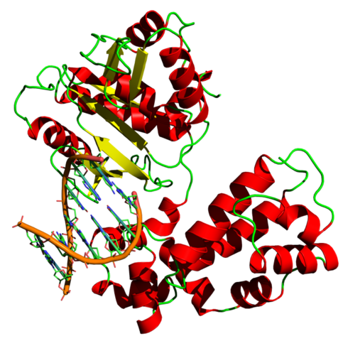 Descubrimiento de la ADN polimerasa de E. coli