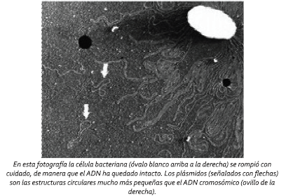 Jacob acuña el término "episoma"