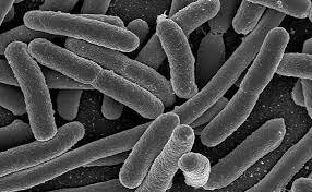 Bacterias fastidiosas