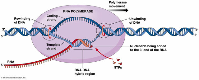 S. B. Weiss "Síntesis del RNA por una RNA polimerasa dirigida por DNA."
