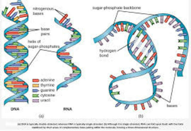 Szybalski y Summers demuestran el RNA se transcribe a partir de DNA.