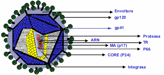 Primeras particulas virales