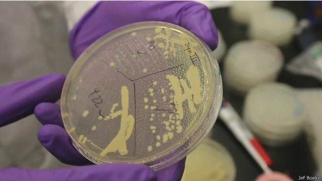 Crean primer cromosoma sintético de levadura