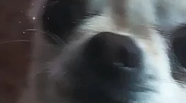 Timeline: España ena edad antigua