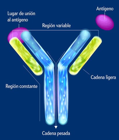 Anticuerpo Monoclonal