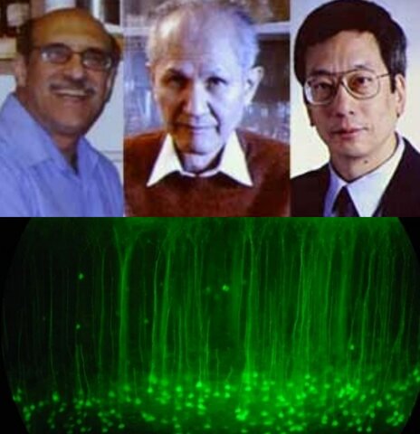 Marcadores de proteínas fluorescentes