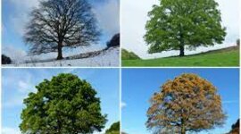 Timeline: stagioni 3