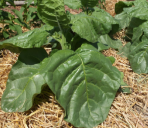 Tobacco seeds