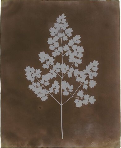 Invention du calotype par Talbot