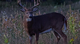 Timeline: The American Revolution Timeline