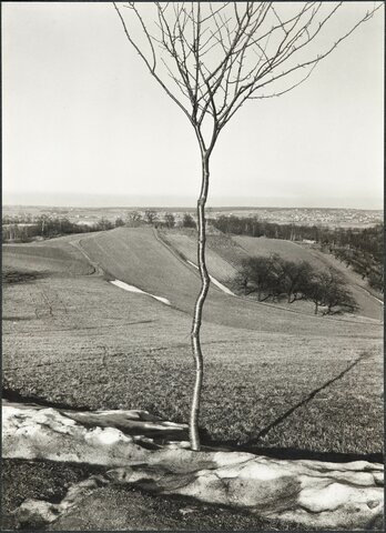 Jeune Arbre par Albert Renger-Patzsch