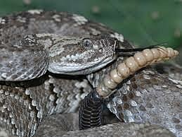 EDAD ANTIGUA-Dispersión