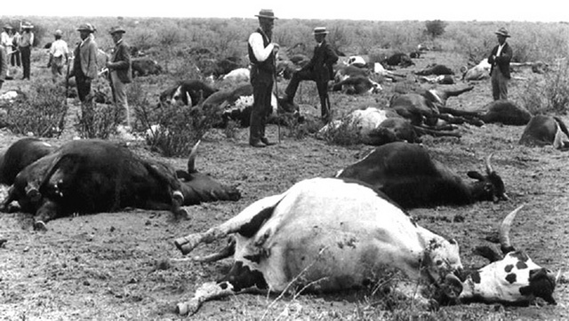 Massive cattle deaths in Western Europe
