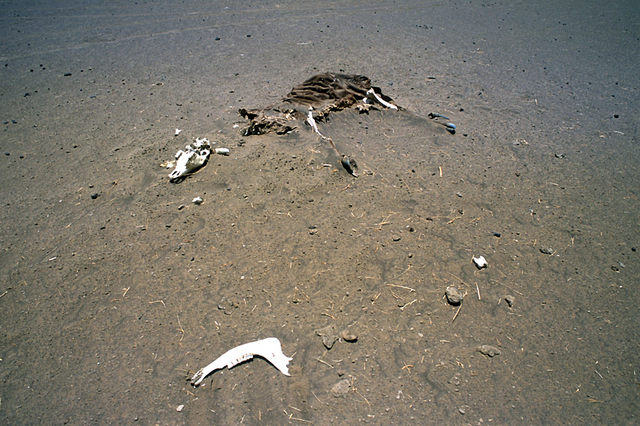 Devastation in sub-Saharan Africa