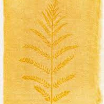 Timeline: Procesos fotográficos STCF 2022