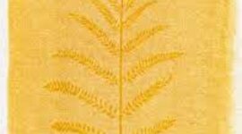 Timeline: Procesos fotográficos STCF 2022