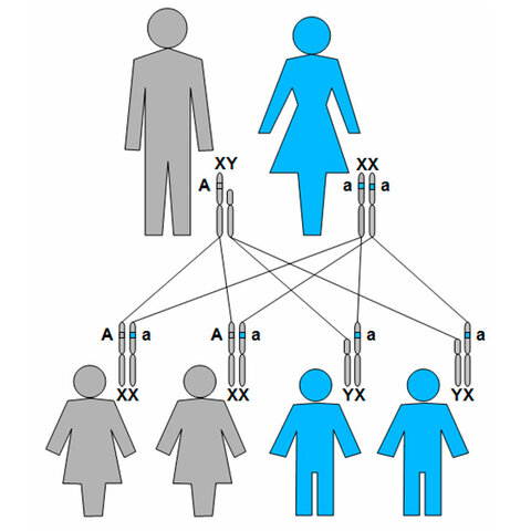 Herencia ligada al X