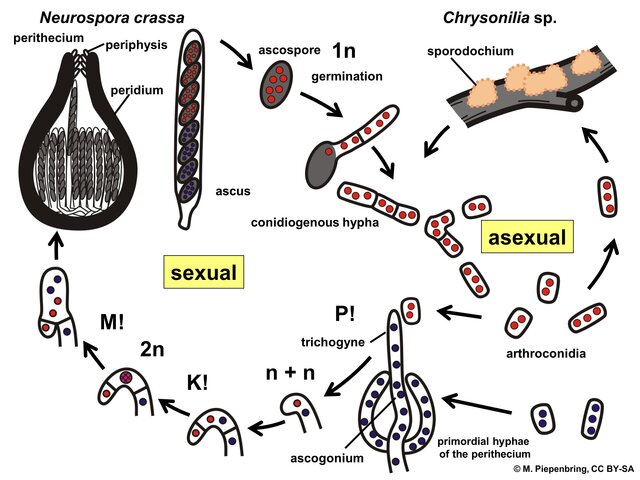 George Beadle y E.L. Tatum