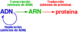 ADN principio transformador