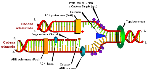 Replicación del ADN
