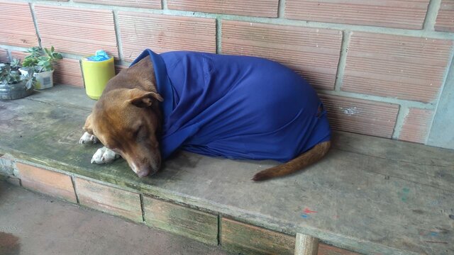 Fallecimiento de mis perros