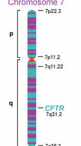 Gen responsable de la fibrosis quística