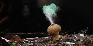 Esporas de los hongos