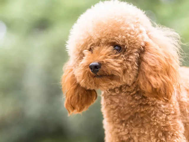 Tenir un gosset amb el cabell rissat