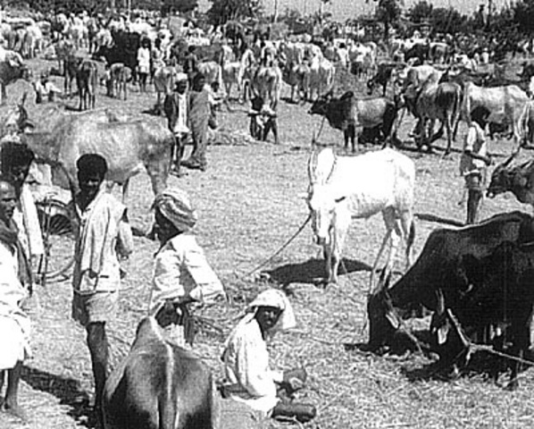 Rinderpest ravages across Africa